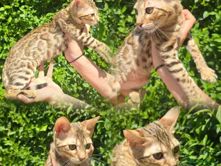 Bengal cats Ready NOW.. need go ASAP - Advert 10