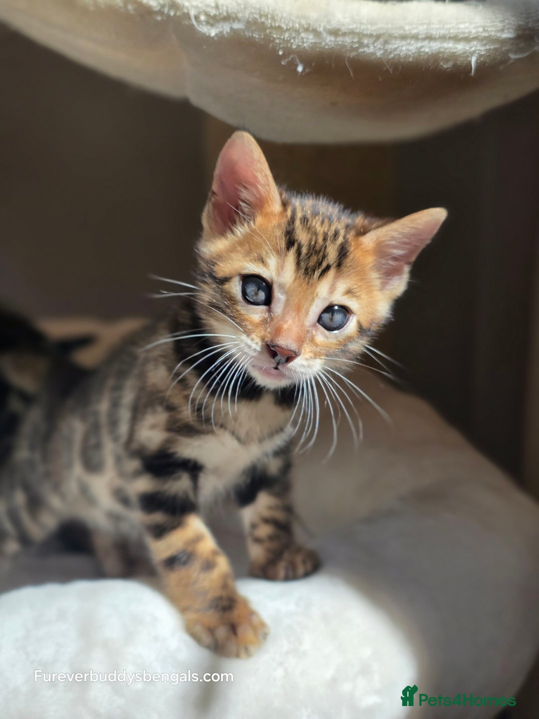 Bengal cats for sale: Gorgeous Pedigree Bengal Kittens  - Image 11