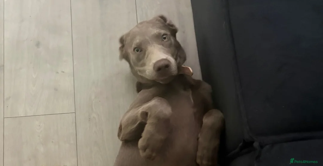 Labrador Retriever dogs for sale: 6 month old Labrador  - Advert 2