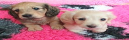 Miniature Dachshund dogs for sale: Beautiful long haired mini dachshunds - Advert 22