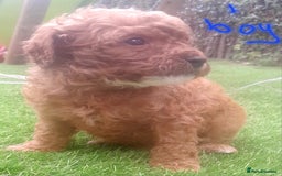 Cavapoo dogs for sale: Cavapoos pups amazing coulers  - Image 11