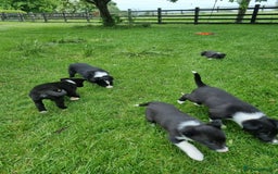 Border Collie dogs for sale: Pedigree Border Collie Puppies in Northampton - Image 6