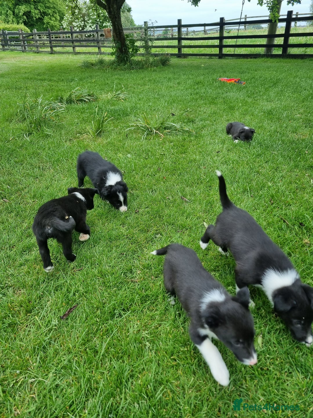 Border Collie dogs for sale: Pedigree Border Collie Puppies in Northampton - Image 6