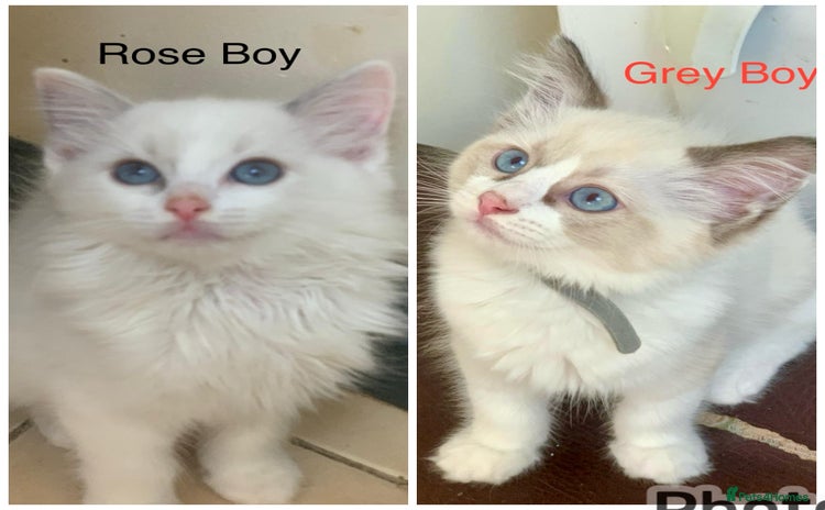 Ragdoll cats - Advert 7