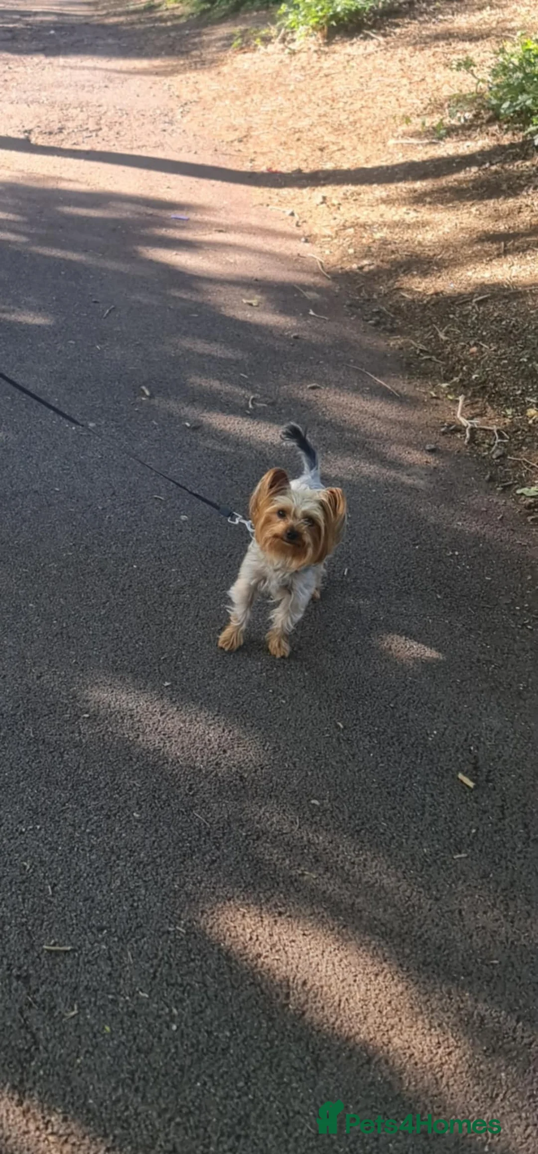 Yorkshire Terrier dogs for sale: yorkshire terrier and baby boy - Advert 1