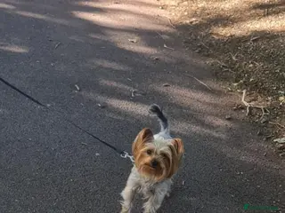 Yorkshire Terrier dogs yorkshire terrier and baby boy - Advert 4