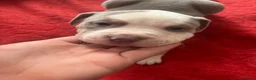 American Bulldog dogs for sale: American bulldog 8 weeks old male. in Sheffield - Advert 2