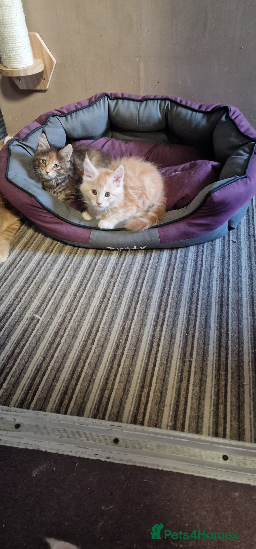 Maine Coon cats for sale: Maine Coon Kittens Looking for Loving Homes - Advert 4