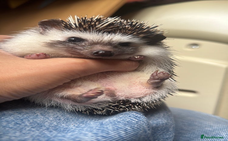 Pygmy Hedgehog rodents - Advert 1