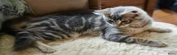 Maine Coon cats for sale: Russian blue mainecoon little boy - Advert 1