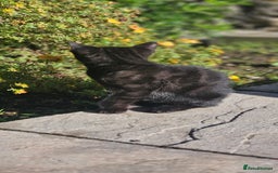Mixed Breed cats for sale: Black and grey kitten - Image 2