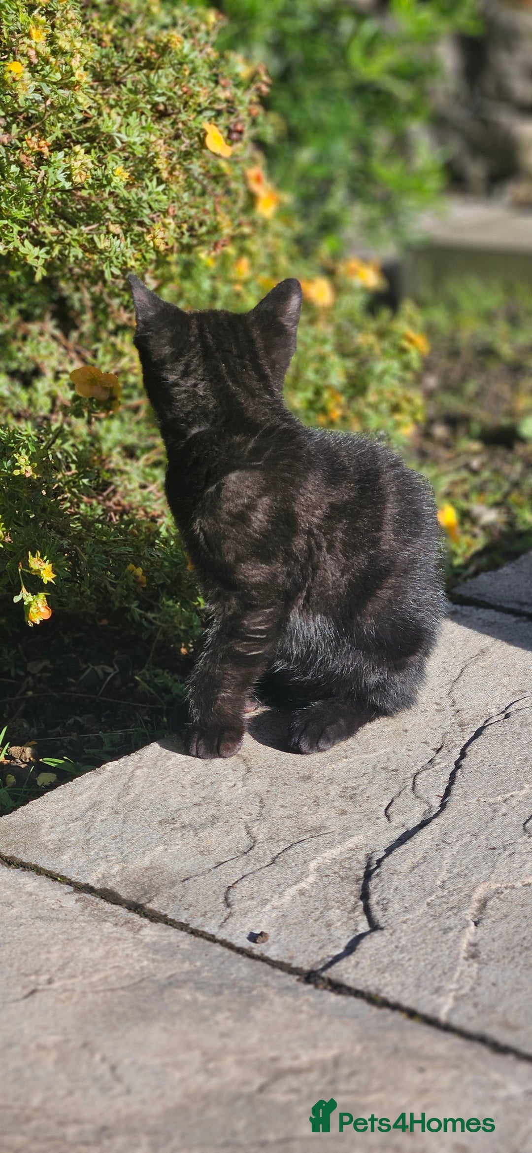 Mixed Breed cats for sale: Black and grey kitten - Image 2