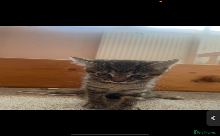 British Shorthair cats - Advert 9