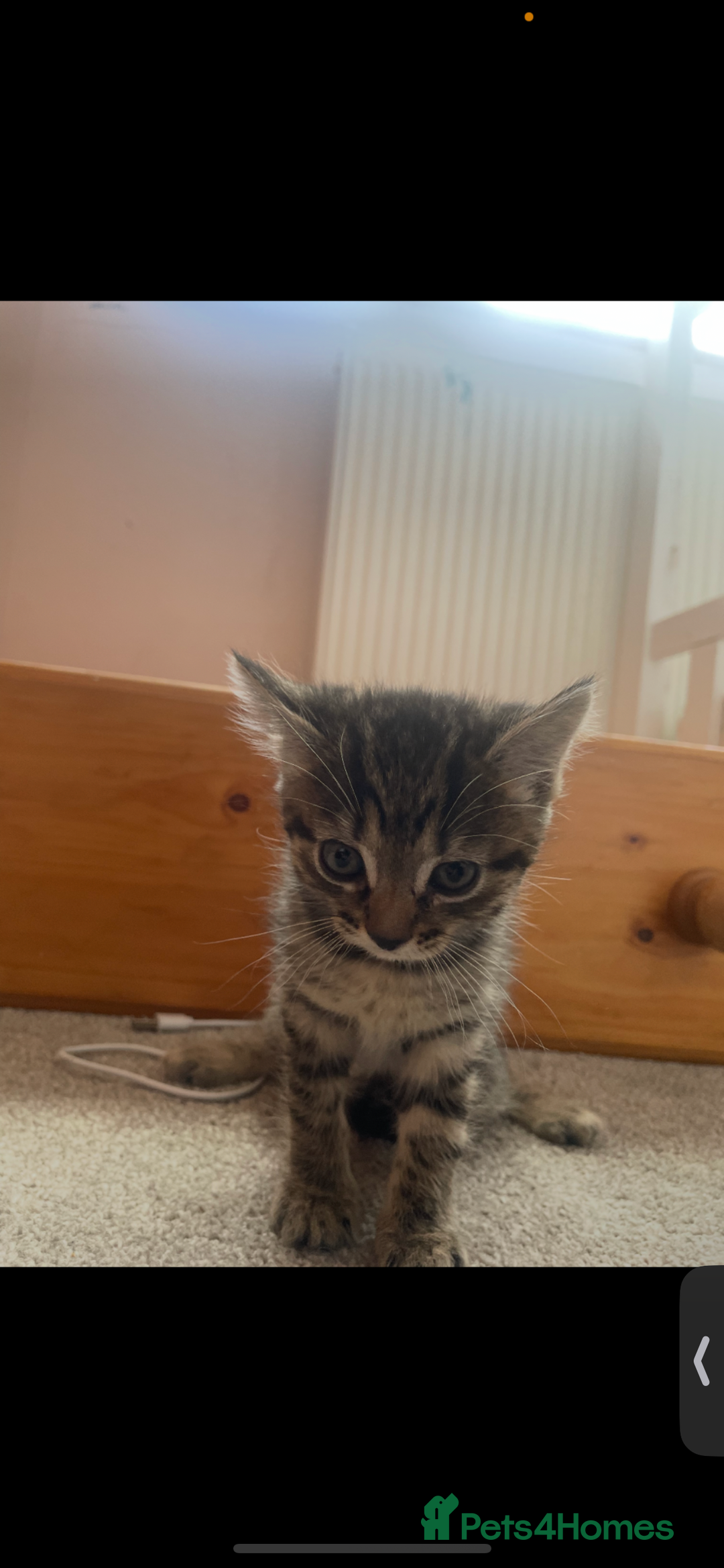 British Shorthair cats for sale: 2 kittens left been around children and dogs  - Image 1