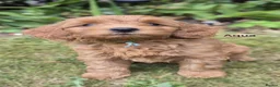 Goldendoodle dogs for sale: READY..Red F1bb miniature Goldendoodles dna clear - Advert 5