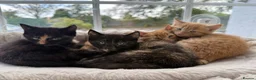 Mixed Breed cats for sale: 4 beautiful kittens in Stafford - Advert 2