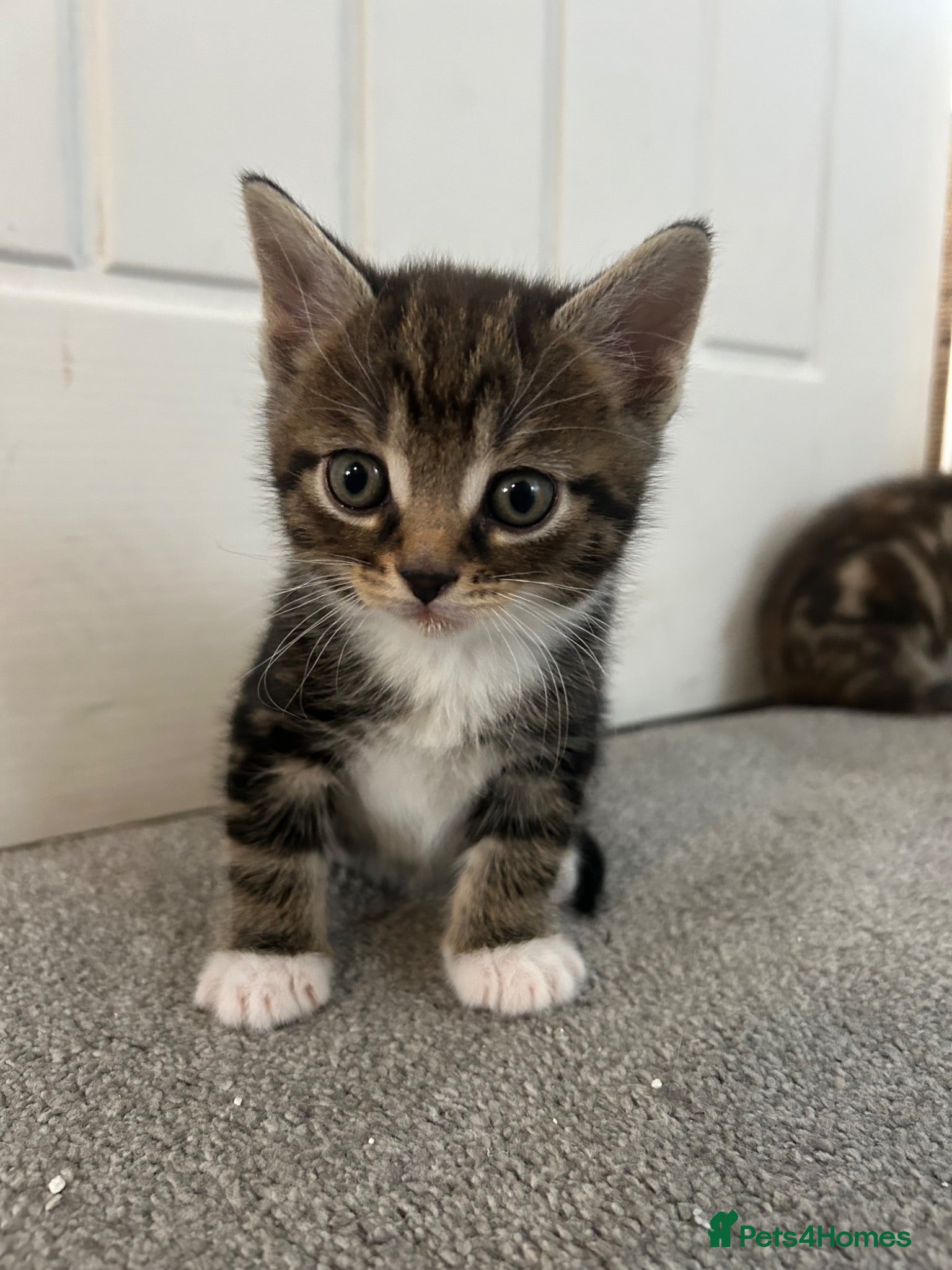 Mixed Breed cats British short hair Cross - Advert 4
