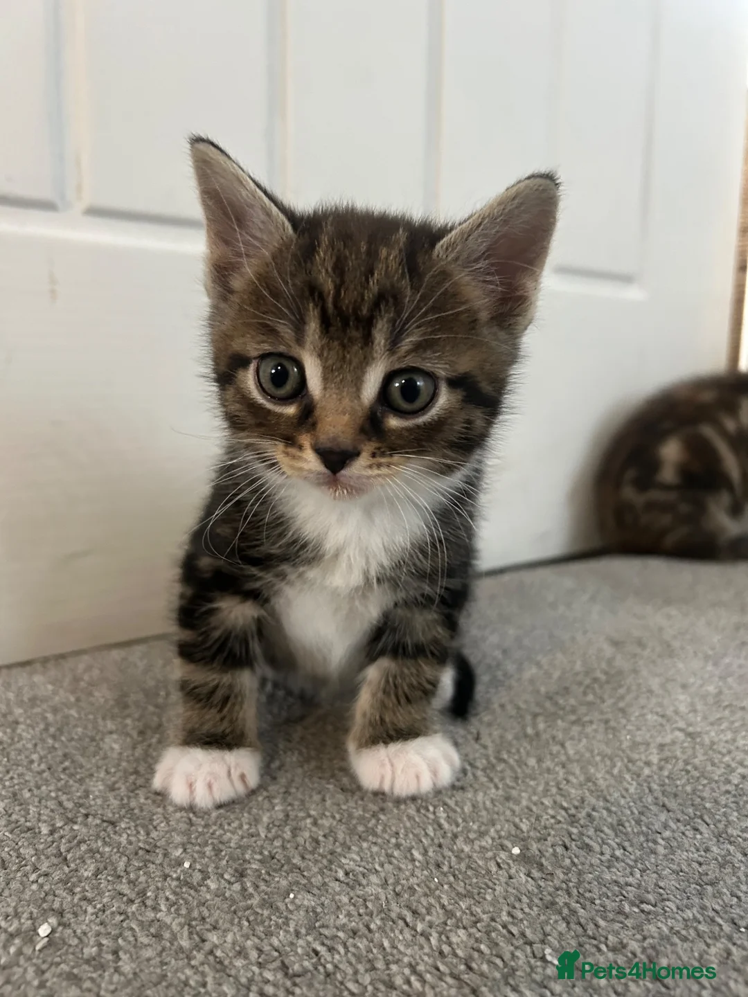 Mixed Breed cats for sale: British short hair Cross - Advert 1