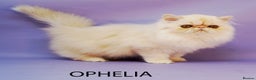 Persian cats for sale: GCCF Active - Show/Breed Quality Persian Females - Advert 6