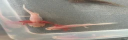 Other/Mixed Breed fish for sale: Baby axolotls  - Advert 3