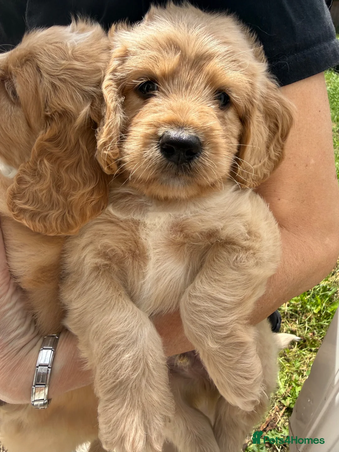 Cockapoo dogs for sale: Ready to leave beautiful cockerpoo puppies  - Advert 1