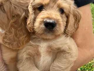Cockapoo dogs Ready to leave beautiful cockerpoo puppies - Advert 1