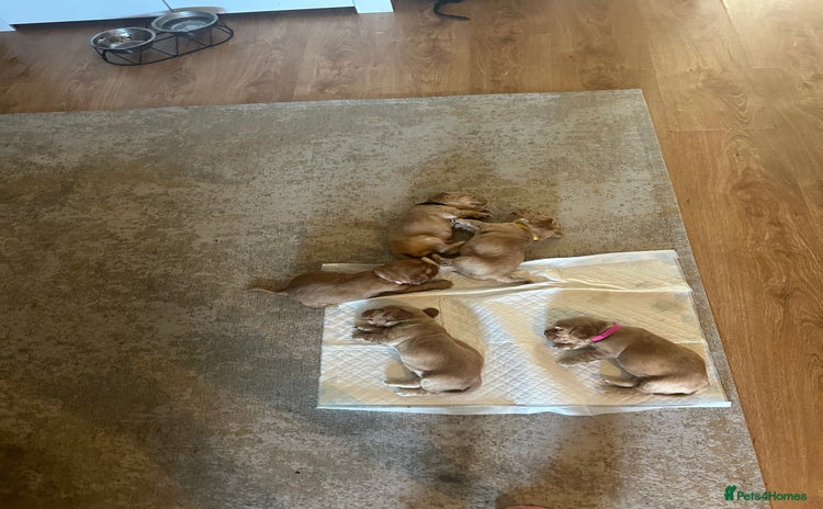 Cocker Spaniel dogs - Advert 13