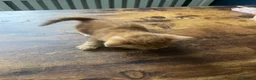 Mixed Breed cats for sale: Beautiful kittens - Advert 5