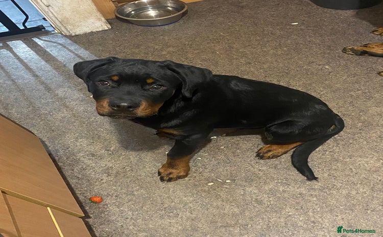 Rottweiler dogs - Advert 4