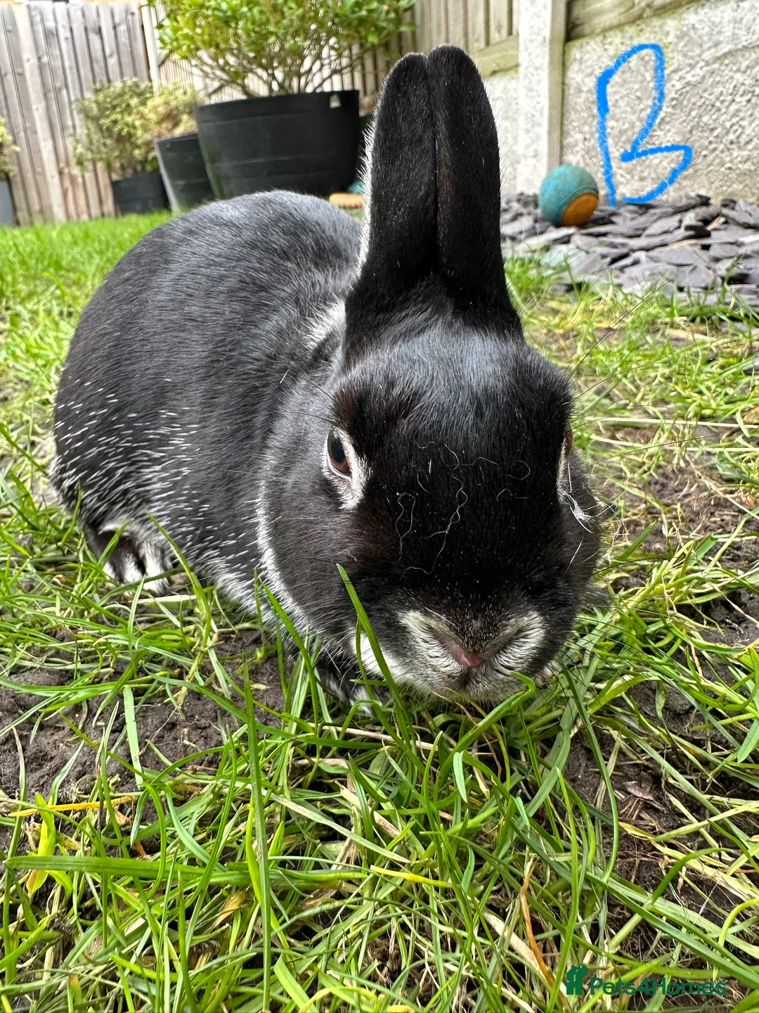 Netherland Dwarf rabbits for sale: Netherland Dwarf Rabbits for sale  - Advert 6