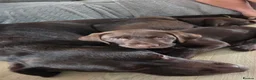 Labrador Retriever dogs for sale: 10 week old female Chocolate Labrador puppy  - Advert 4