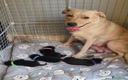 Mixed Breed dogs for sale: Labrador cross puppies  - Image 1