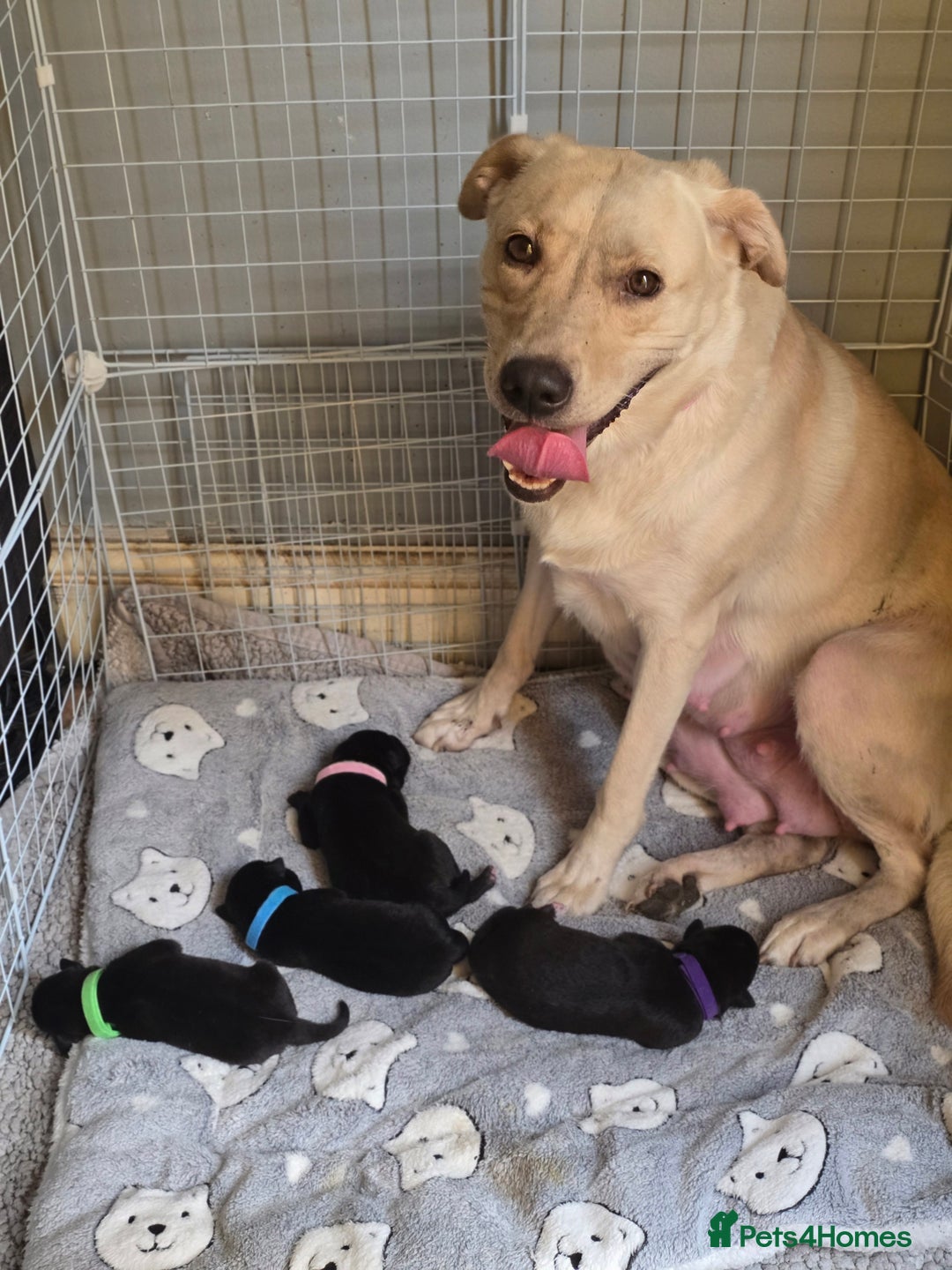 Mixed Breed dogs for sale: Labrador cross puppies  - Image 1