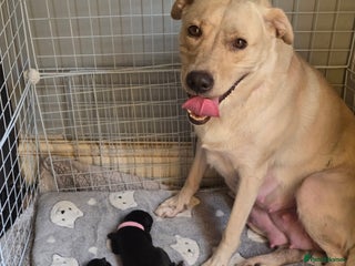 Mixed Breed dogs - Advert 2