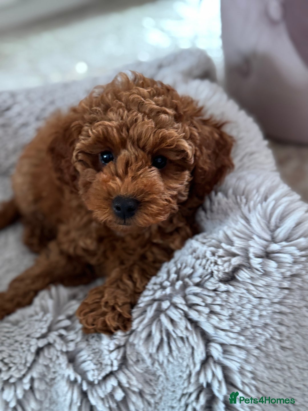 Toy Poodle dogs for sale: 🐶 Toy Poodle Puppy Girl–Ready for the home! - Image 5