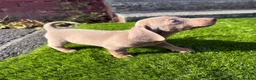 Miniature Dachshund dogs for sale: 💙Carry fluffy Isabella Mini Dachshund Puppies🐶❤️ - Advert 15