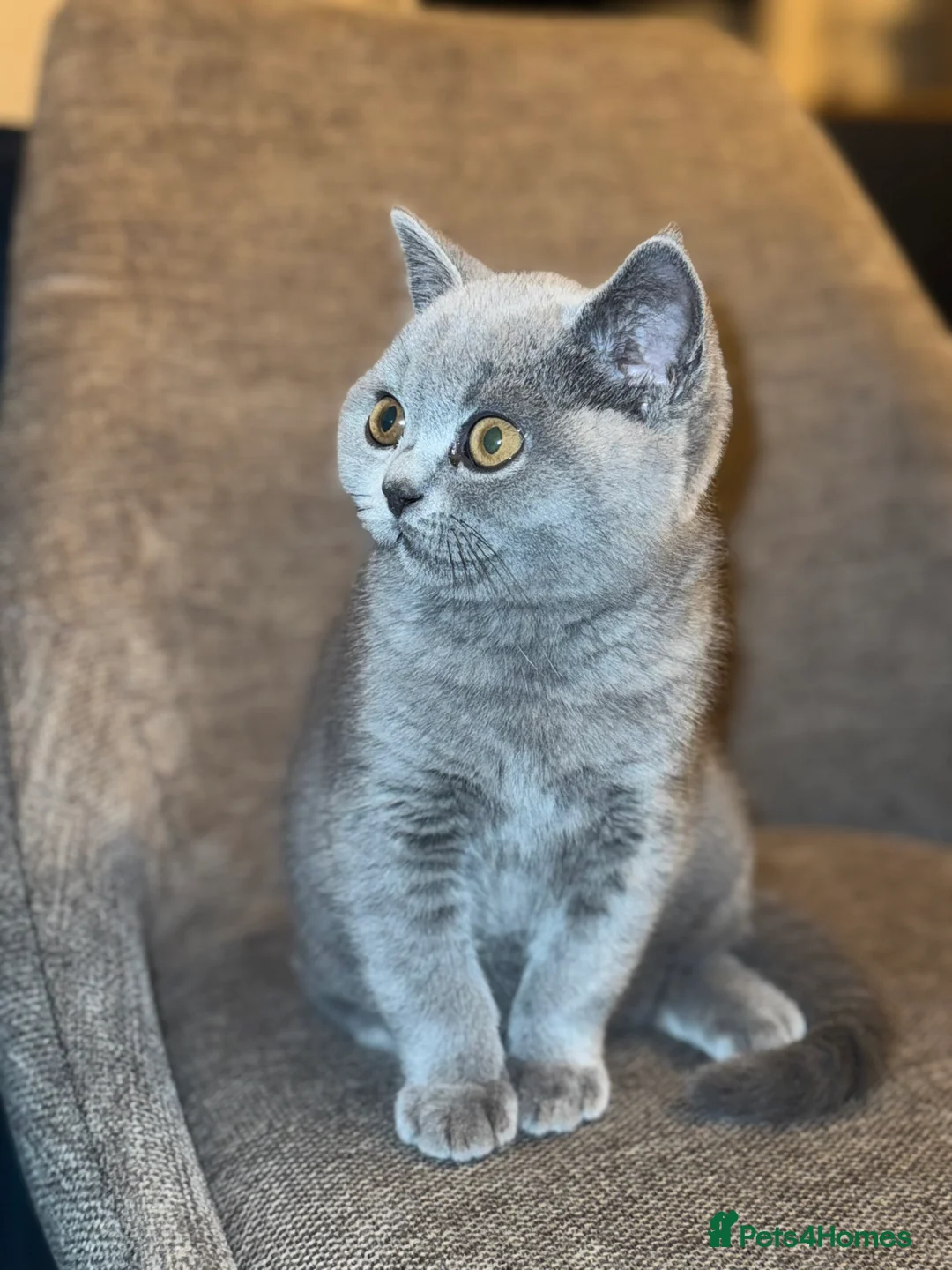 British Shorthair cats for sale: British short hair BOY.  - Advert 2