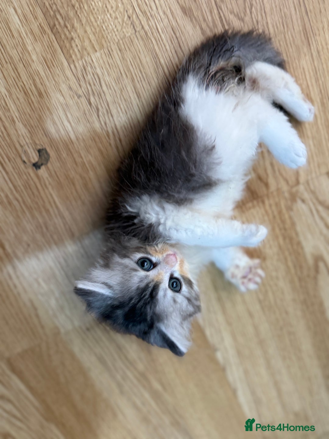 Mixed Breed cats for sale: Kittens for sale  - Image 6