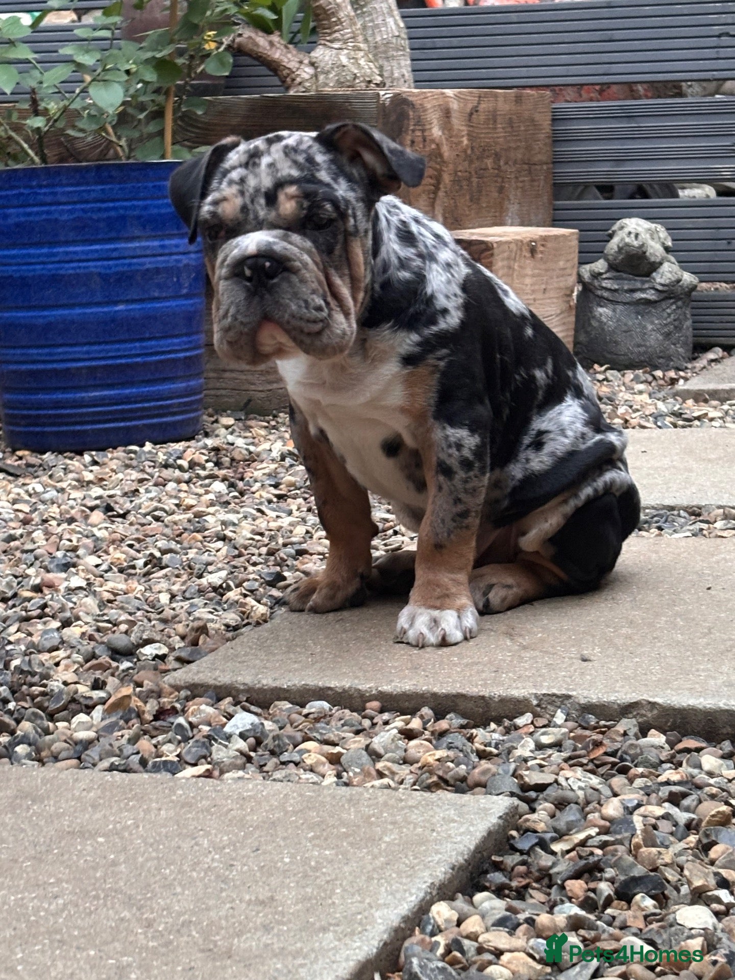 English Bulldog dogs English bulldog - Advert 9