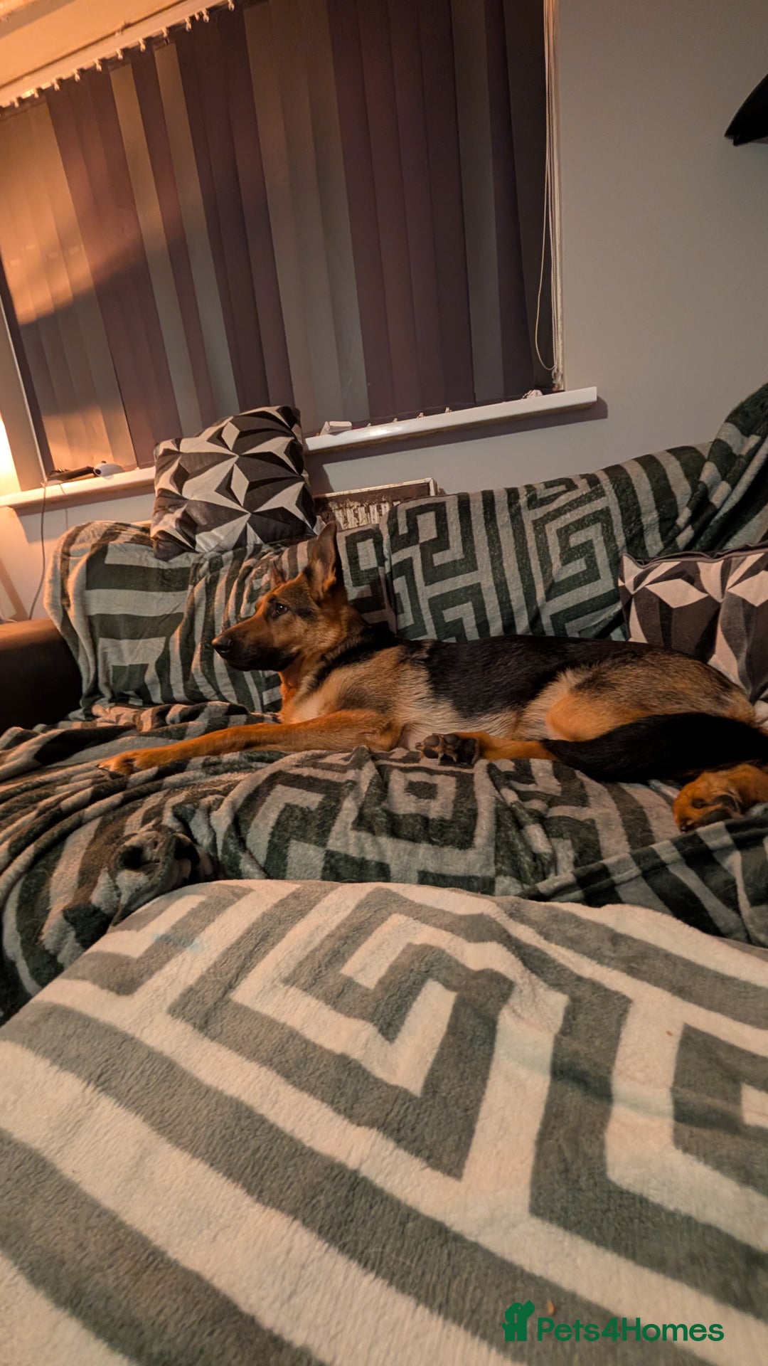 German Shepherd dogs for sale: German shepherd  - Advert 1