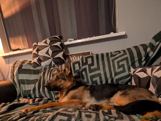 German Shepherd dogs German shepherd - Advert 11