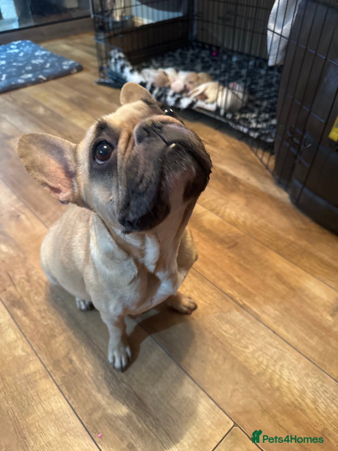 Mixed Breed dogs for sale: French bulldog x American bulldog Ready Now  - Advert 7