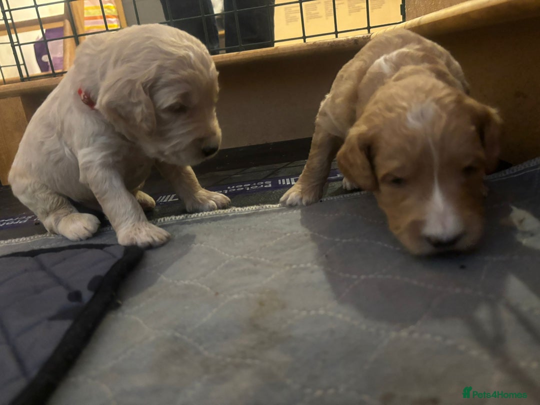 Goldendoodle dogs for sale: Beautiful F1B Goldendoodle Puppies – Ready Soon - Image 2