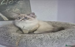 Siberian cats for sale: Pedigree boy  available  - Image 2