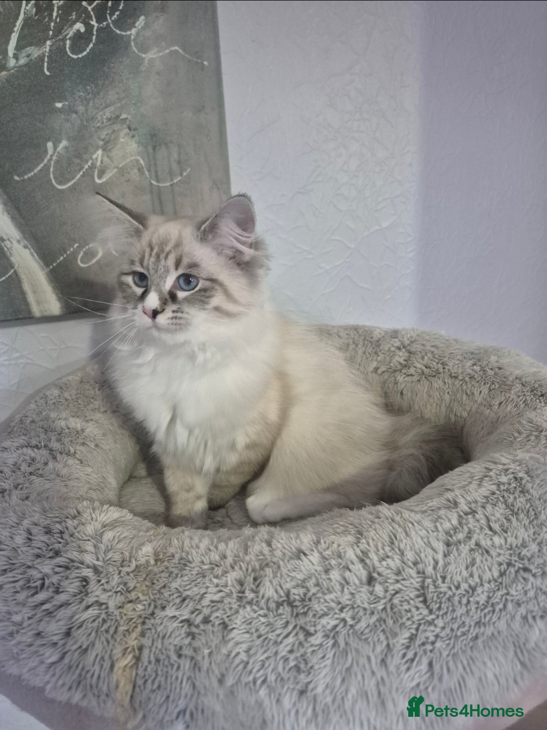 Siberian cats for sale: Pedigree boy  available  - Image 2
