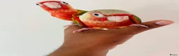 Conures birds for sale: Hand reared conures for sale  - Advert 19