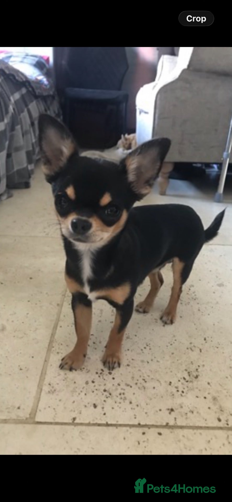 Chiweenie dogs 🌸 Beautiful Chiweenie Puppies 🌸 - Advert 2