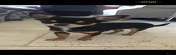 Chiweenie dogs for sale: 🌸 Beautiful Chiweenie Puppies 🌸 - Advert 3