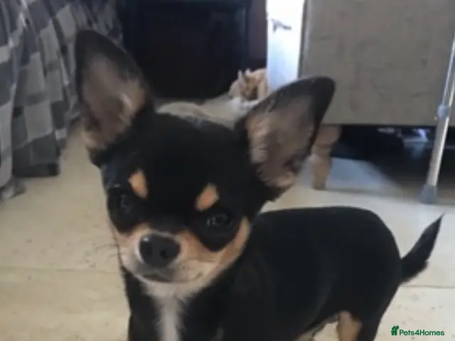 Chiweenie dogs for sale: 🌸 Beautiful Chiweenie Puppies 🌸 - Advert 2