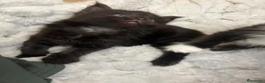 Maine Coon 3